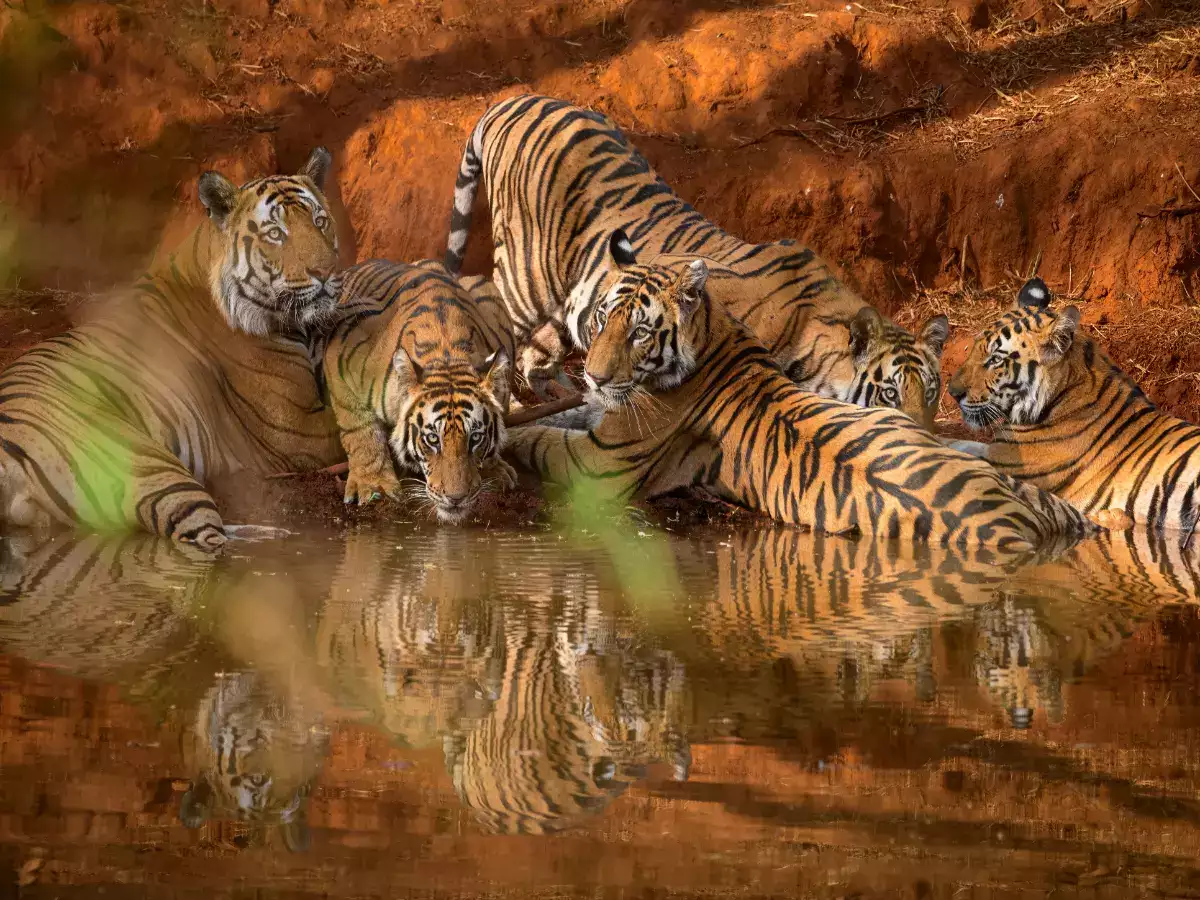 Read more about the article Wildlife photography Bandhavgarh